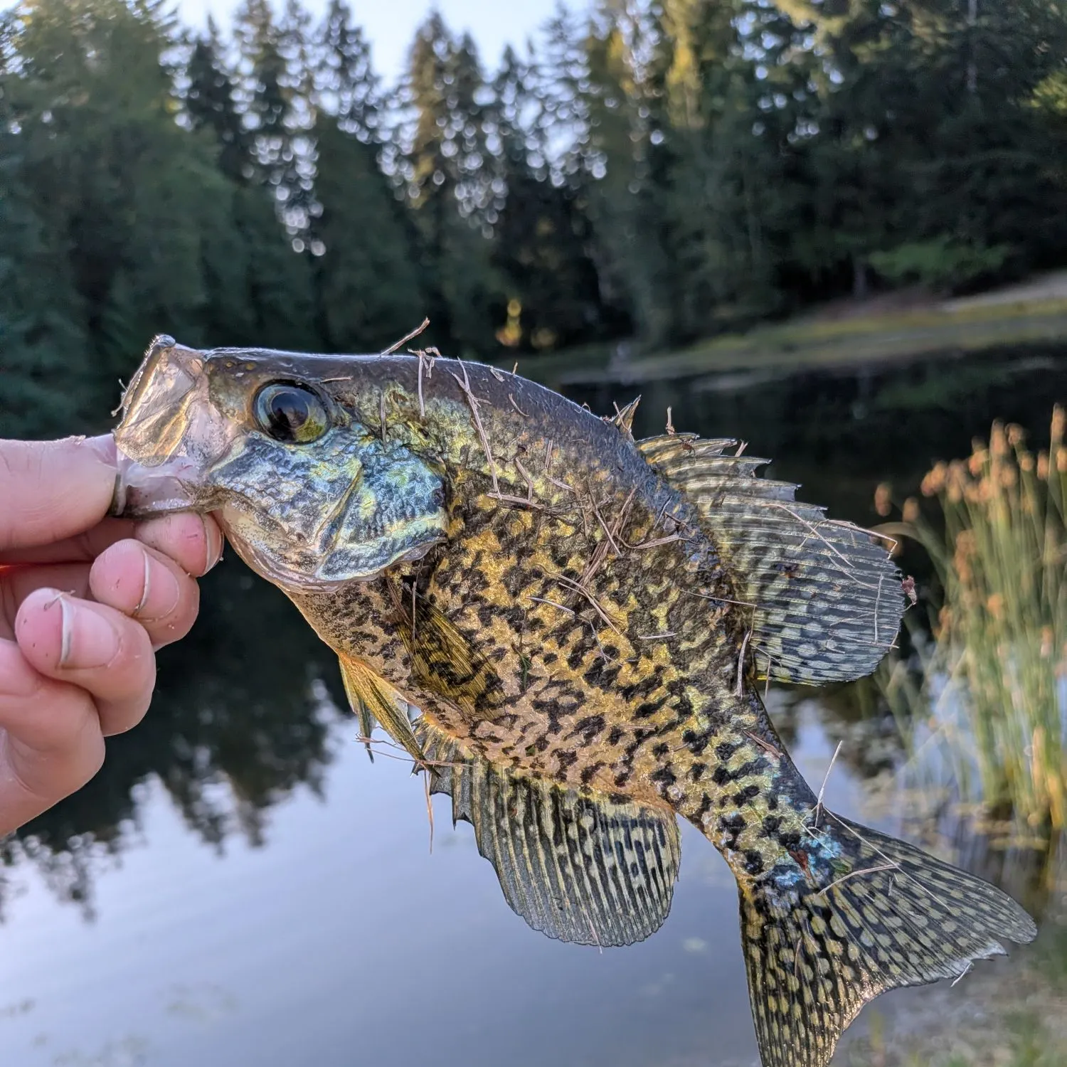 Black crappie caught on Fishbrain