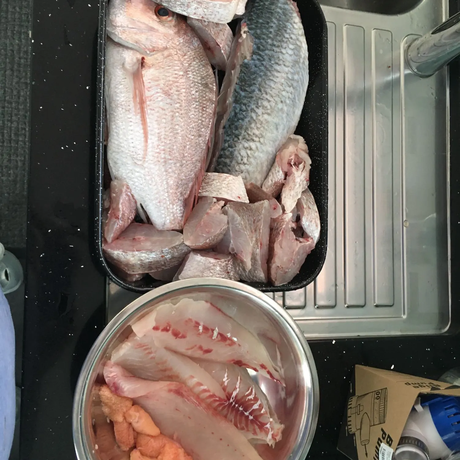 recently logged catches