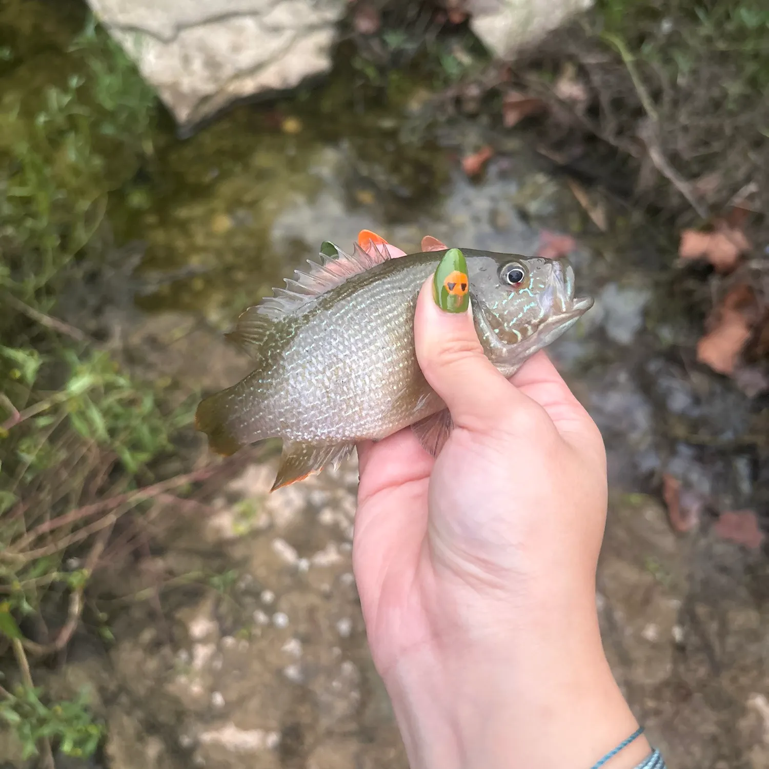Green sunfish caught on Fishbrain