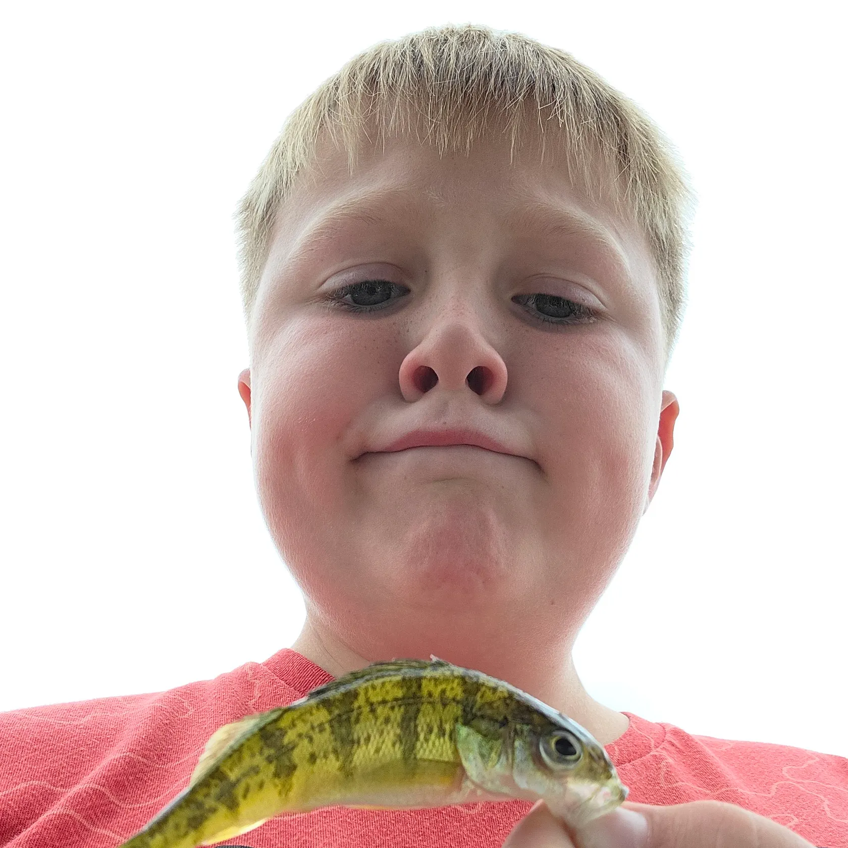 Yellow perch caught on Fishbrain