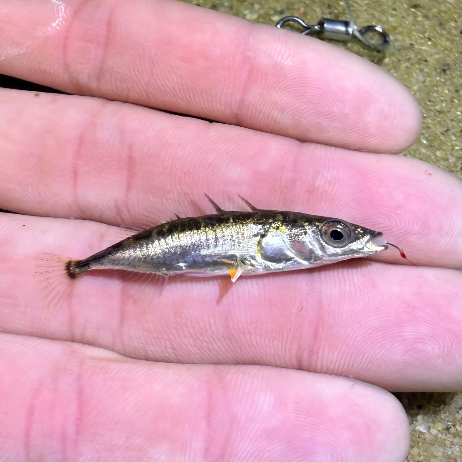 The most recent Three-spined stickleback catches on Fishbrain