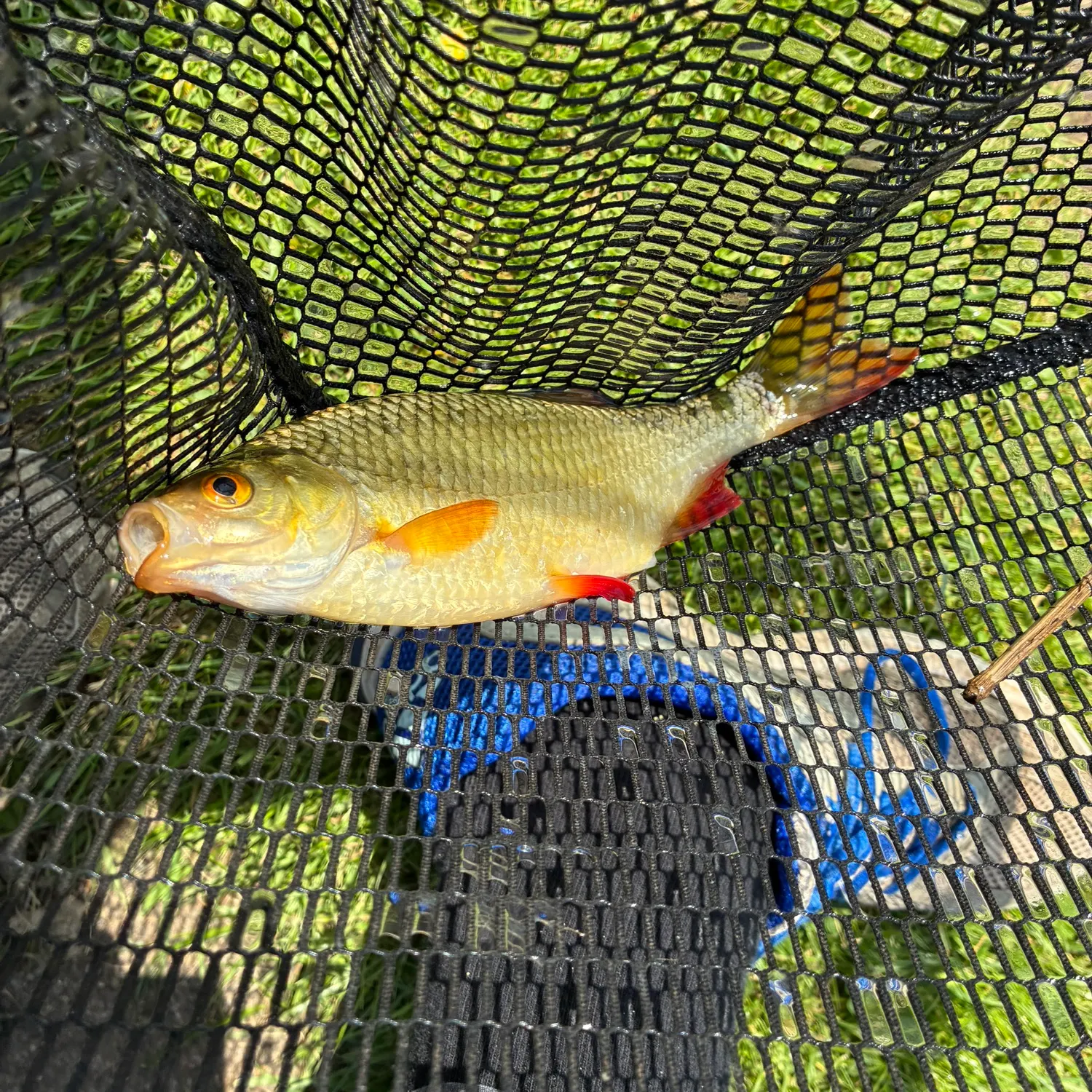 The most recent Common roach catches on Fishbrain