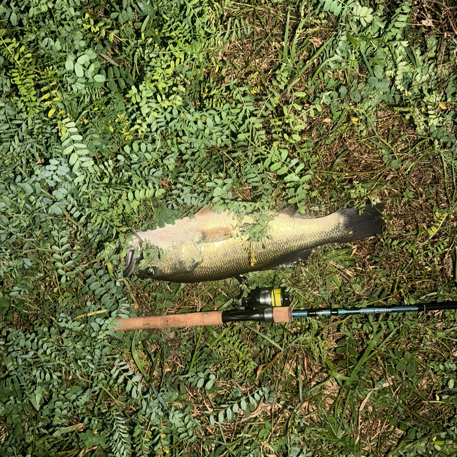 Largemouth bass caught on Fishbrain