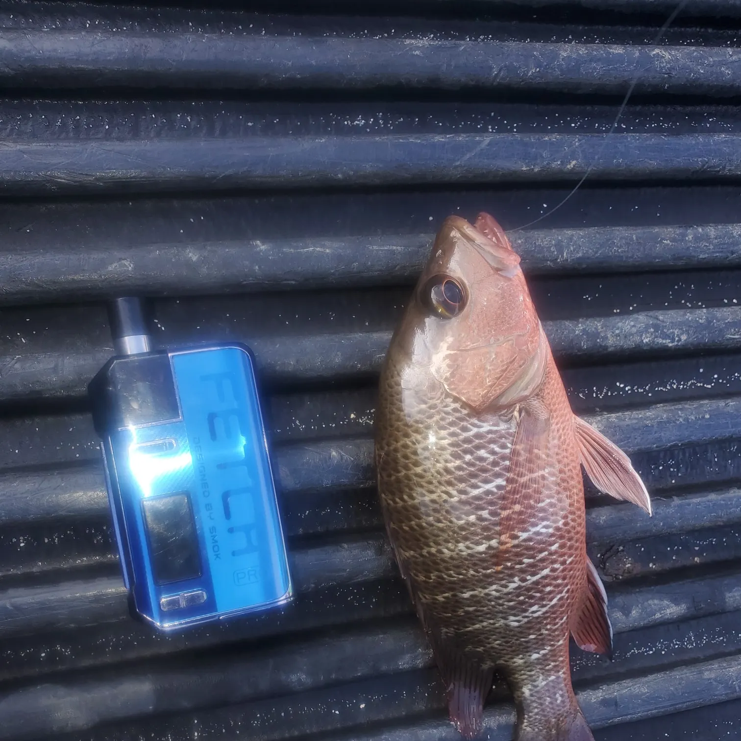 Mangrove snapper caught on Fishbrain