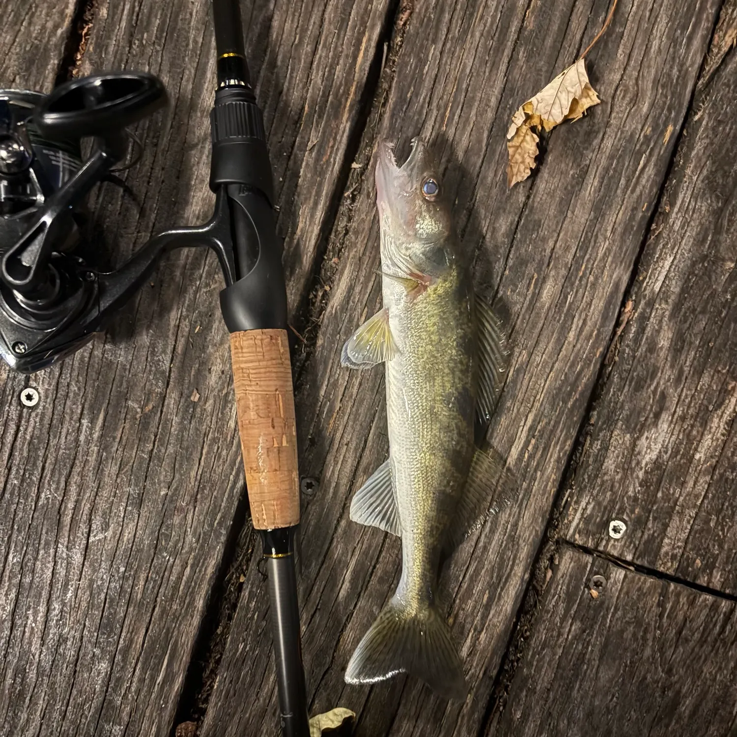 Walleye caught on Fishbrain