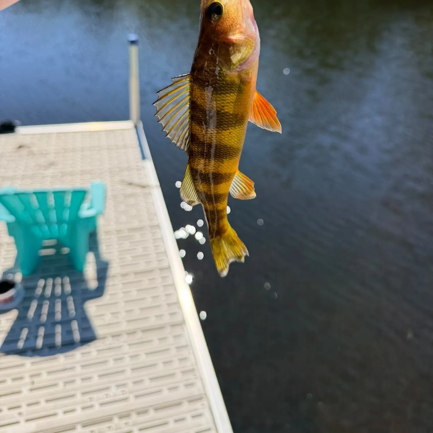 Yellow perch caught on Fishbrain