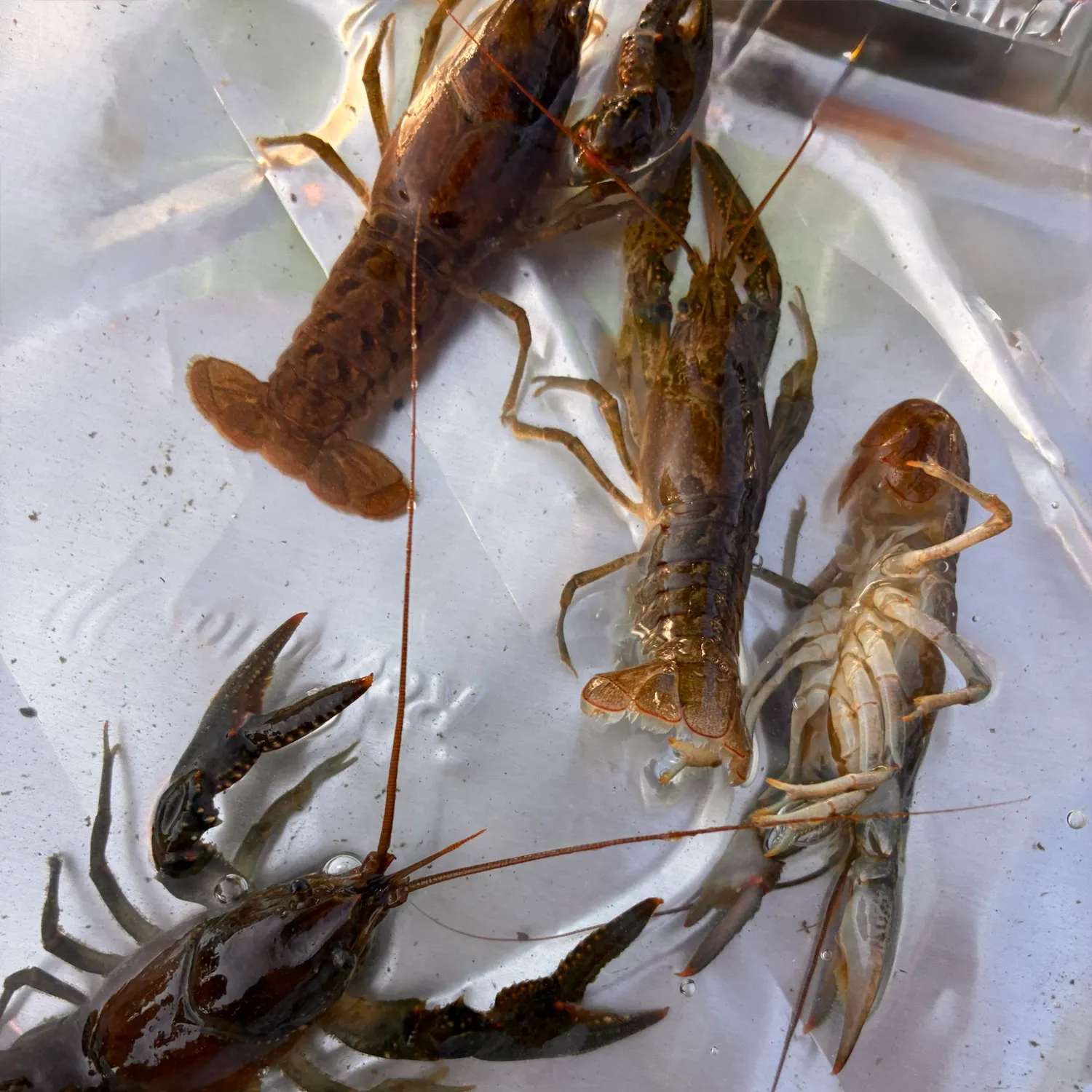 The most recent Rusty crayfish catches on Fishbrain