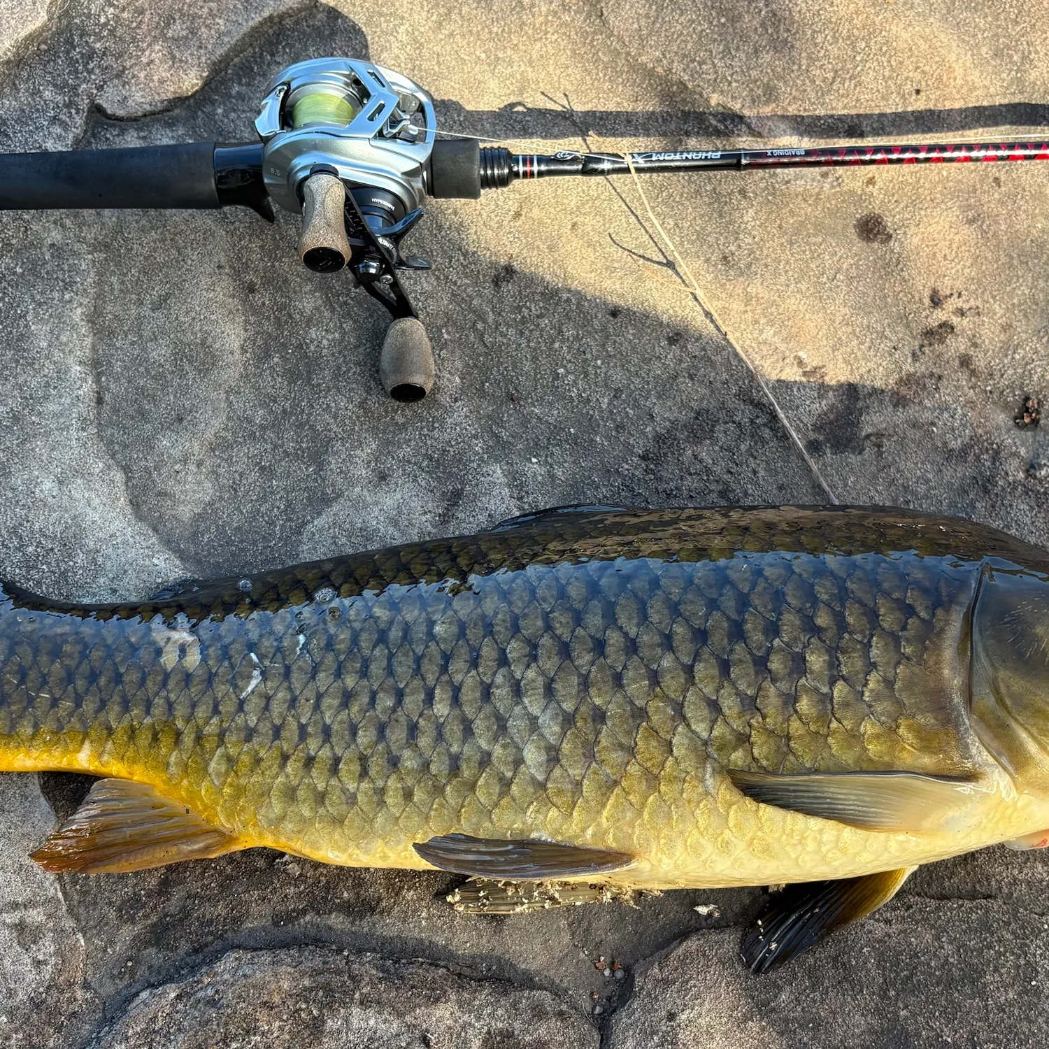 Common carp caught on Fishbrain