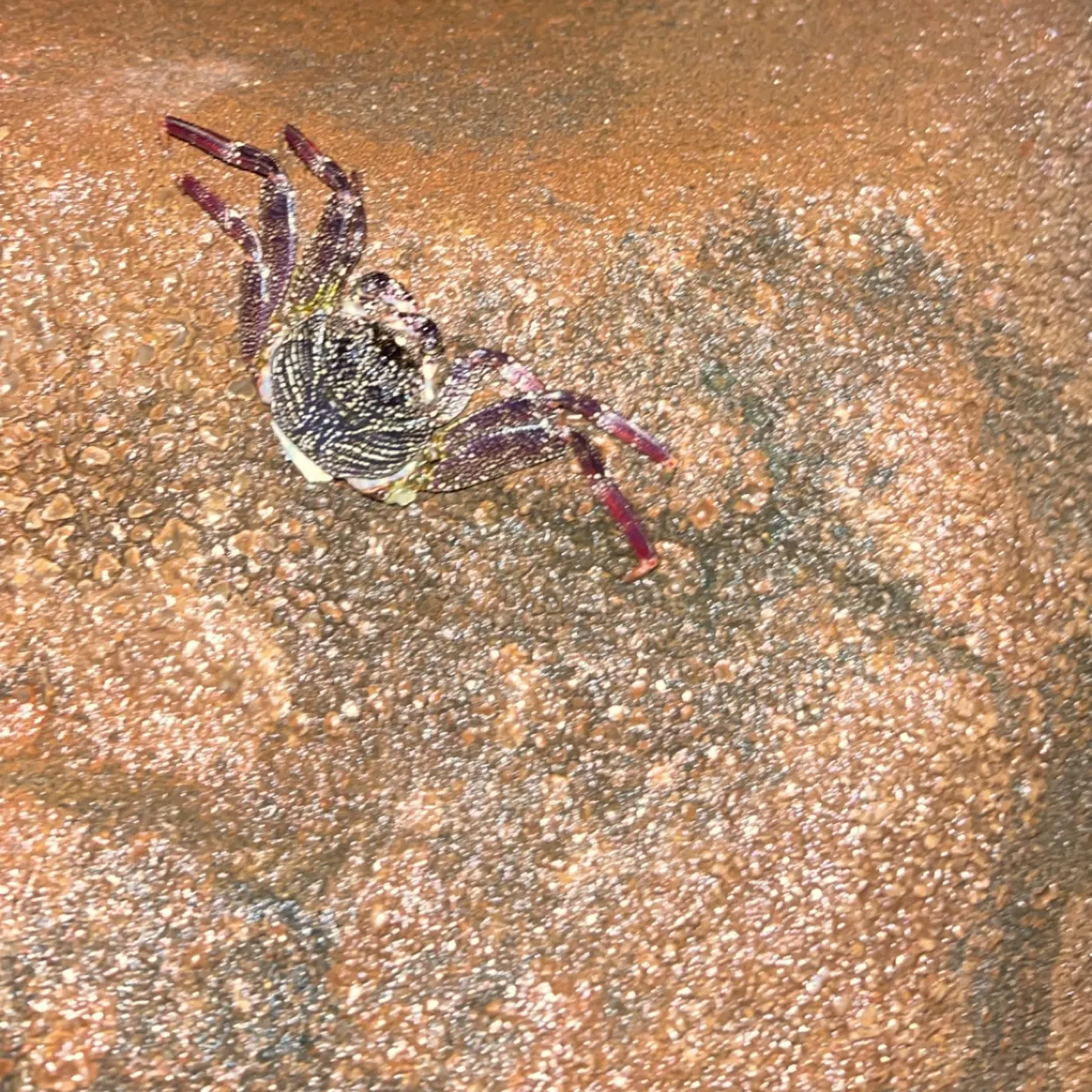 The most recent Sally lightfoot crab catches on Fishbrain