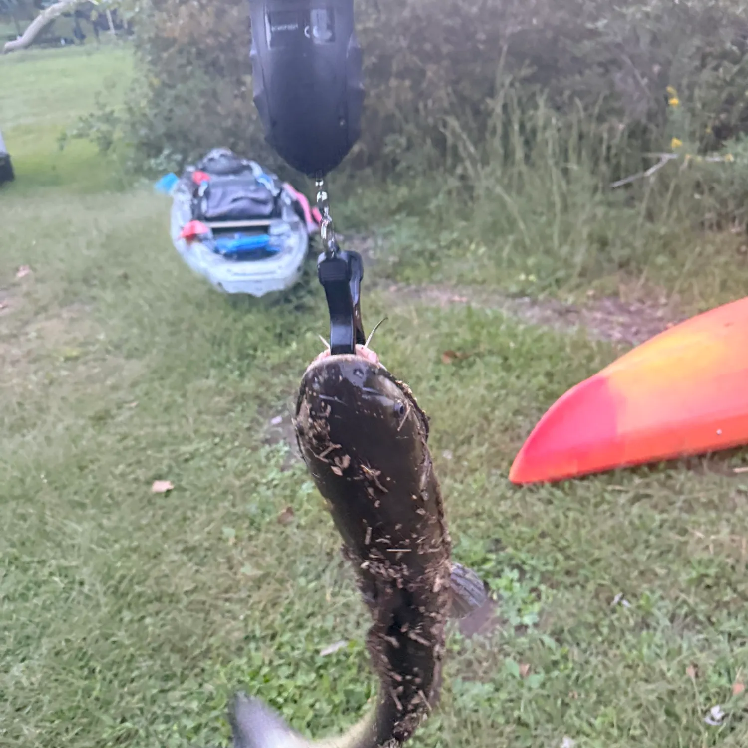 Channel catfish caught on Fishbrain