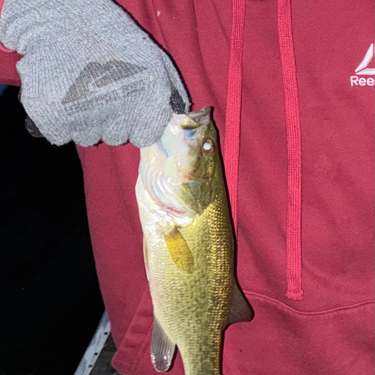 Largemouth bass caught on Fishbrain