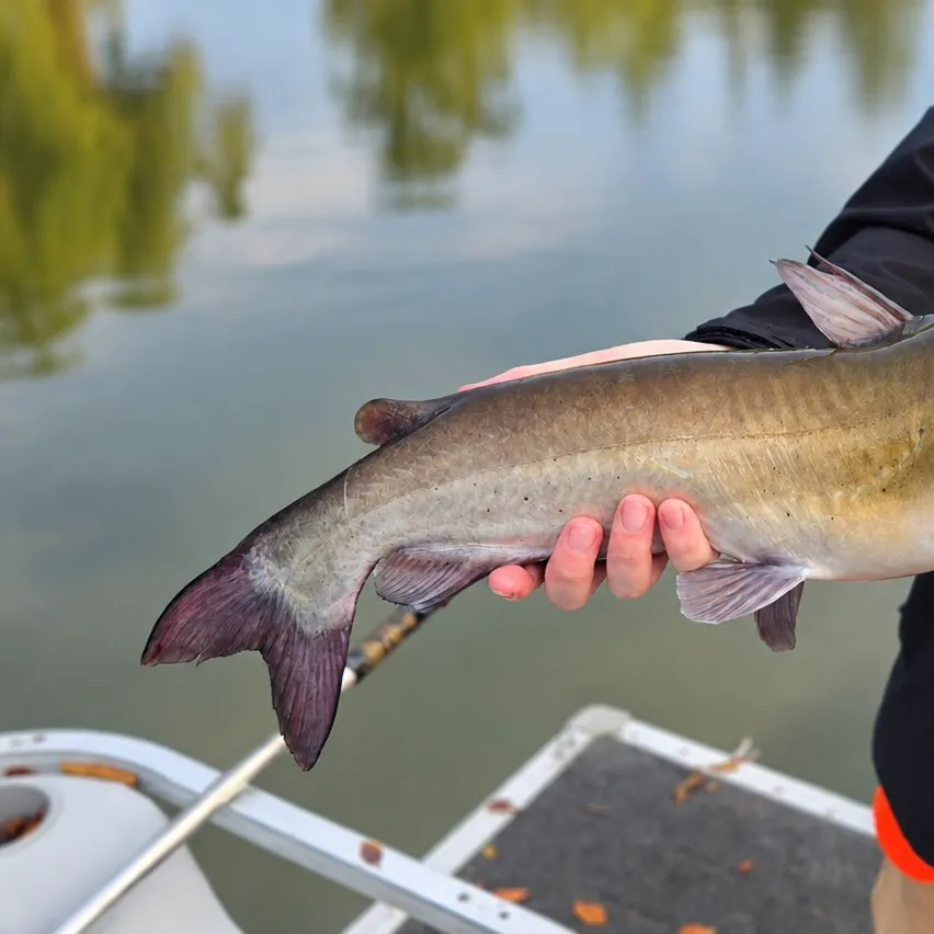 Channel catfish caught on Fishbrain