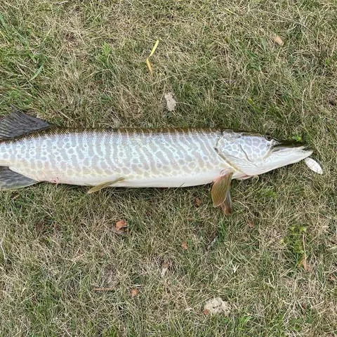 Tiger muskie caught on Fishbrain