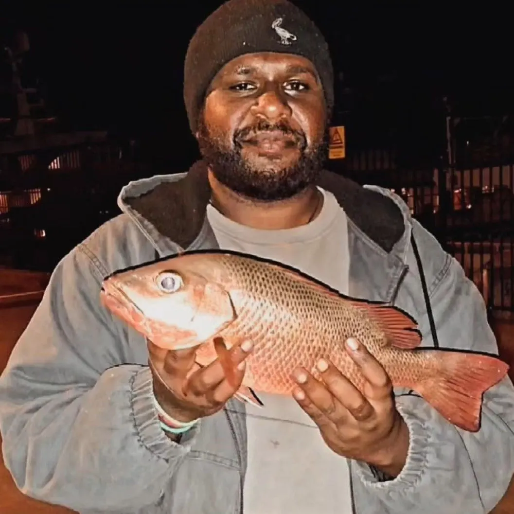 Mangrove red snapper caught on Fishbrain