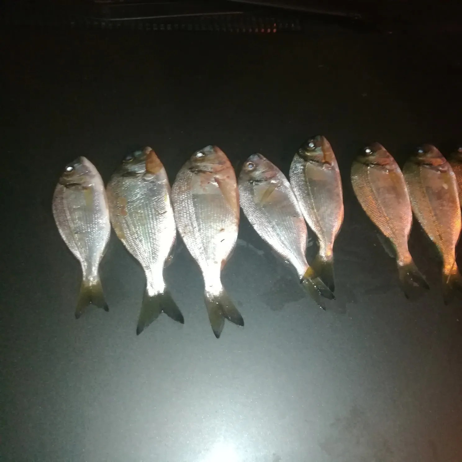 recently logged catches