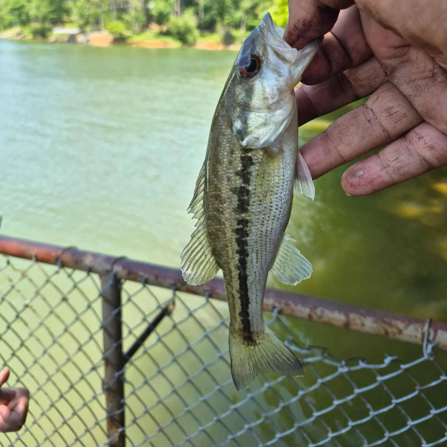 The most recent Alabama bass catches on Fishbrain