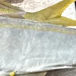 The most recent Almaco jack catches on Fishbrain