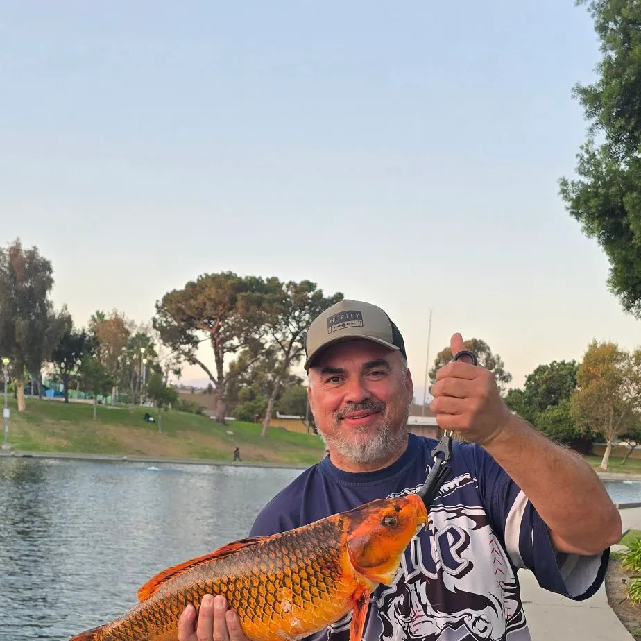 Koi carp caught on Fishbrain