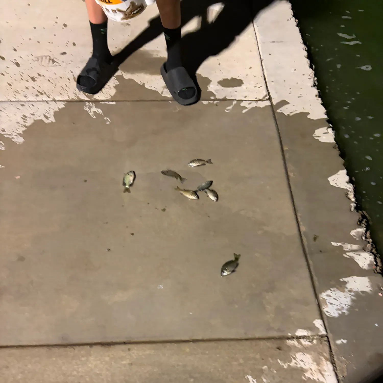 Bluegill caught on Fishbrain