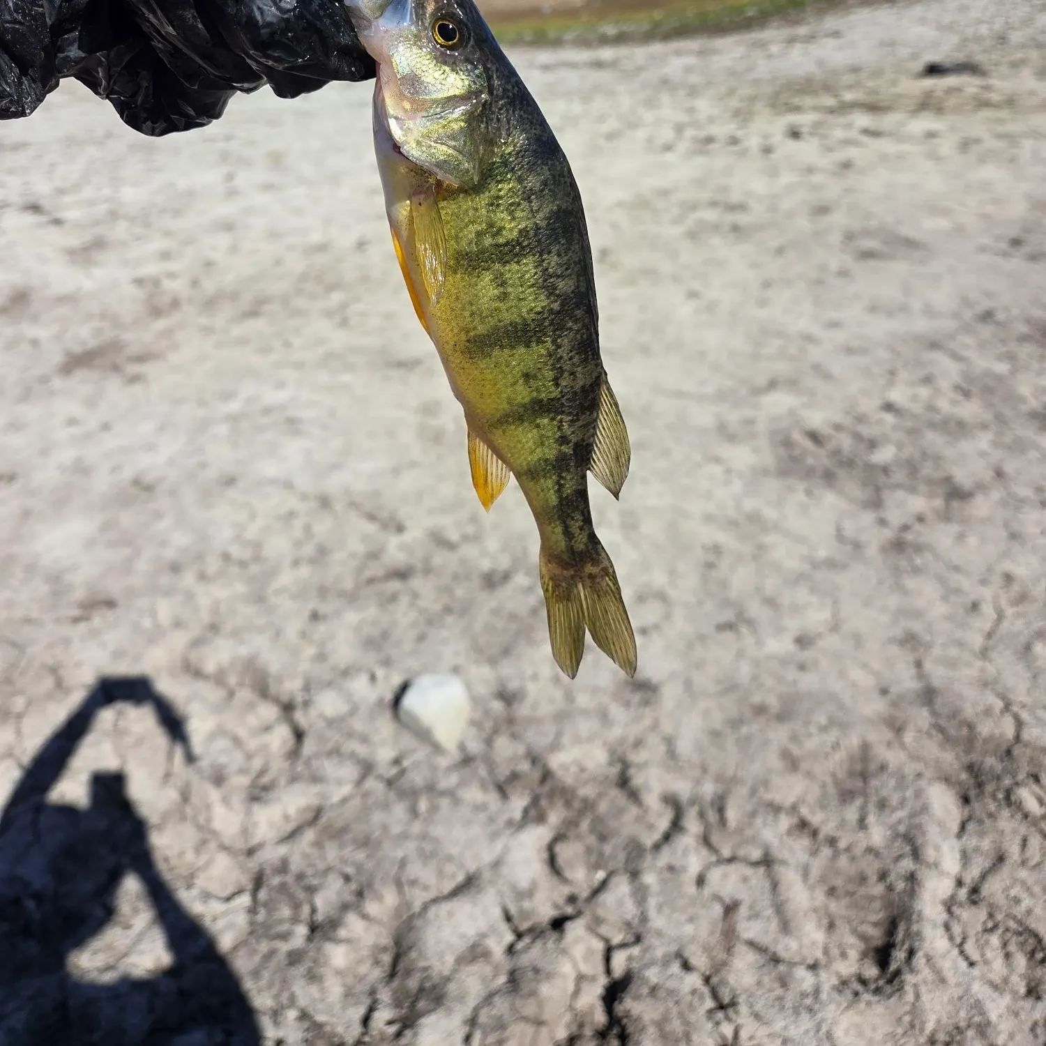 Yellow perch caught on Fishbrain