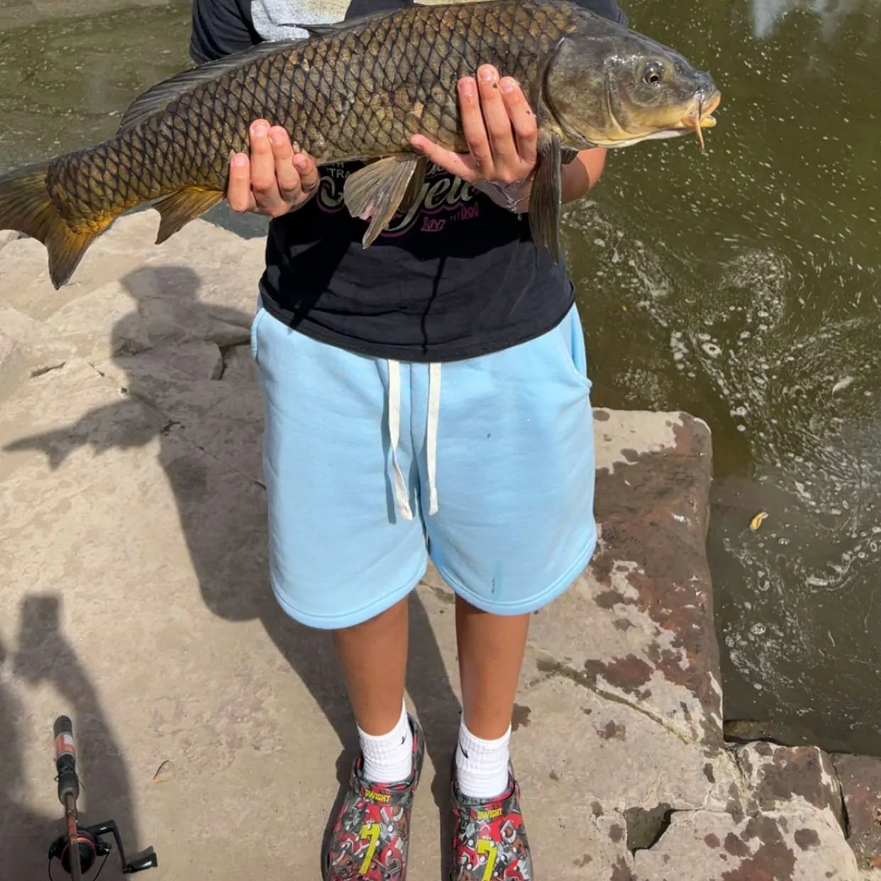 Common carp caught on Fishbrain