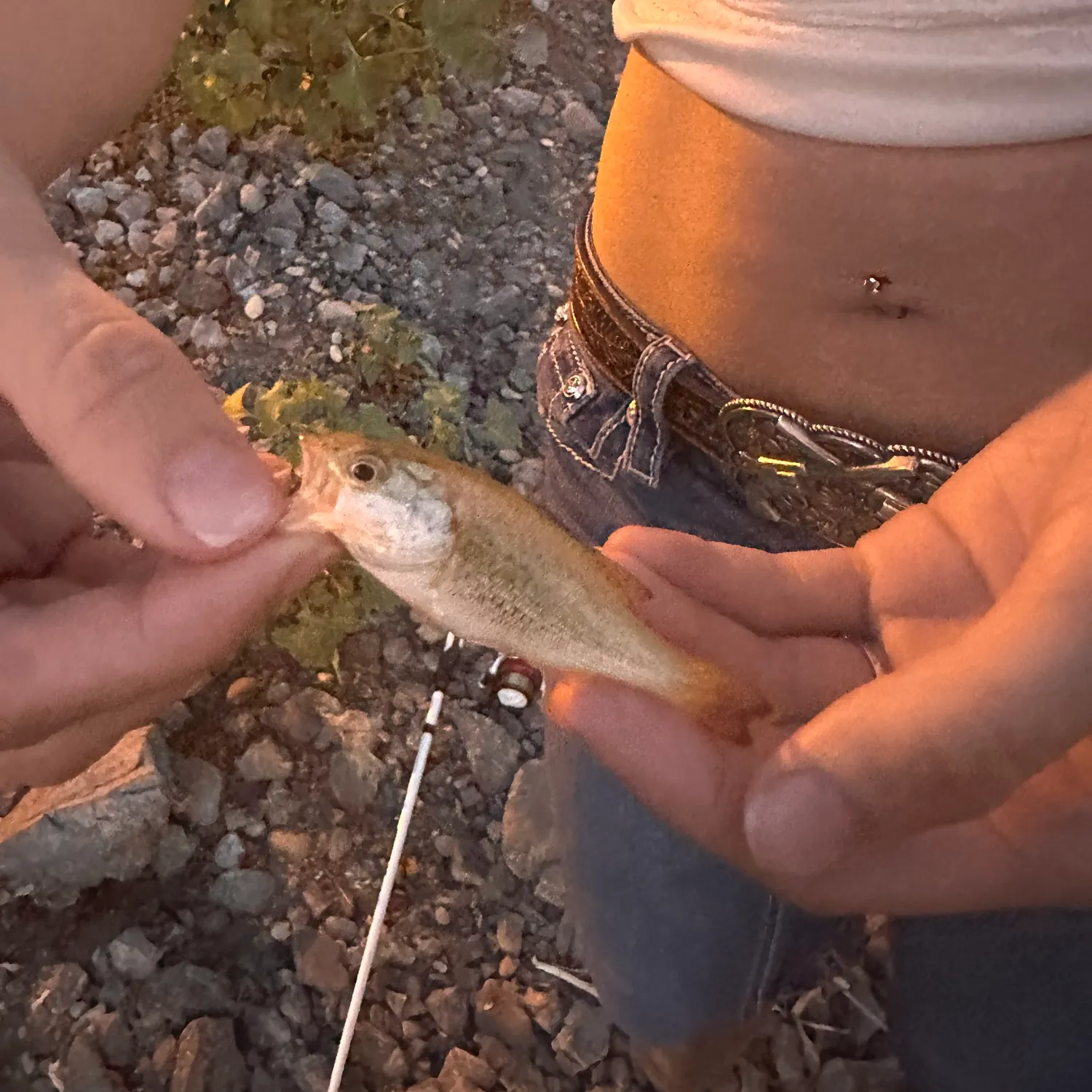 Smallmouth bass caught on Fishbrain
