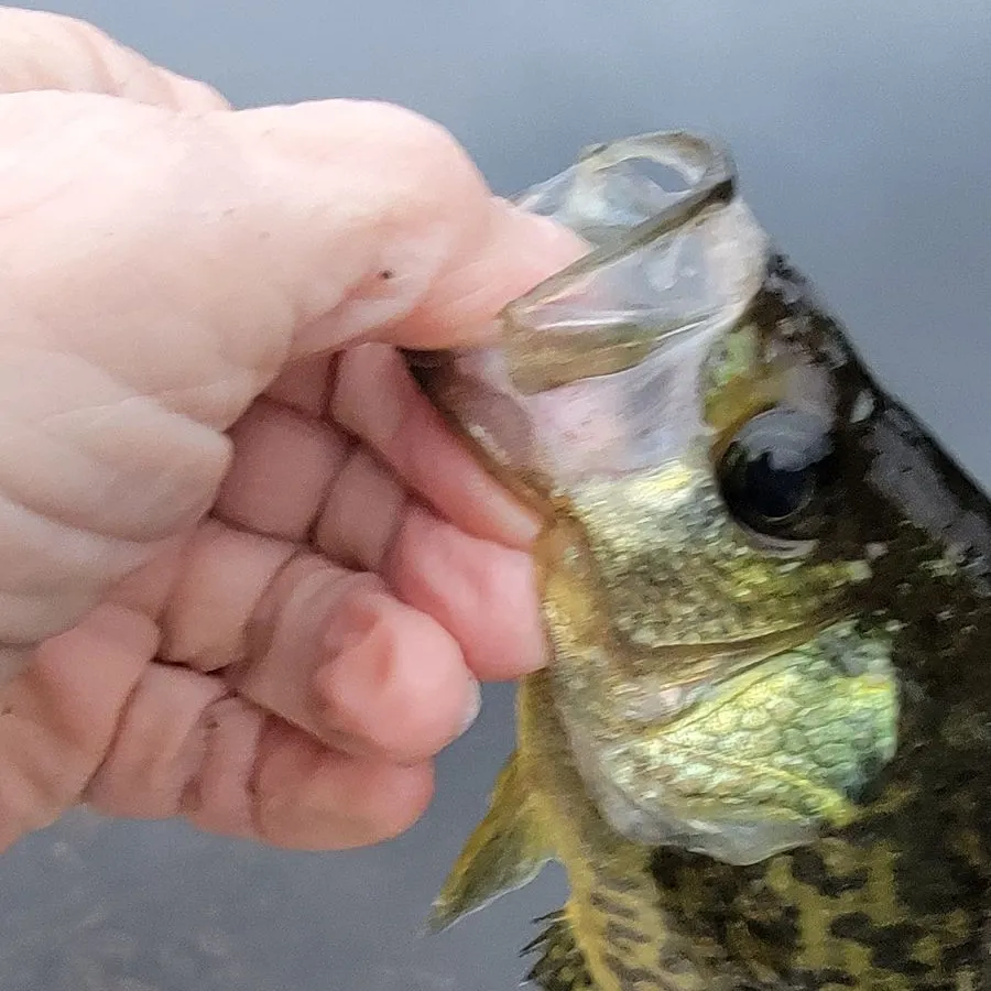 Black crappie caught on Fishbrain