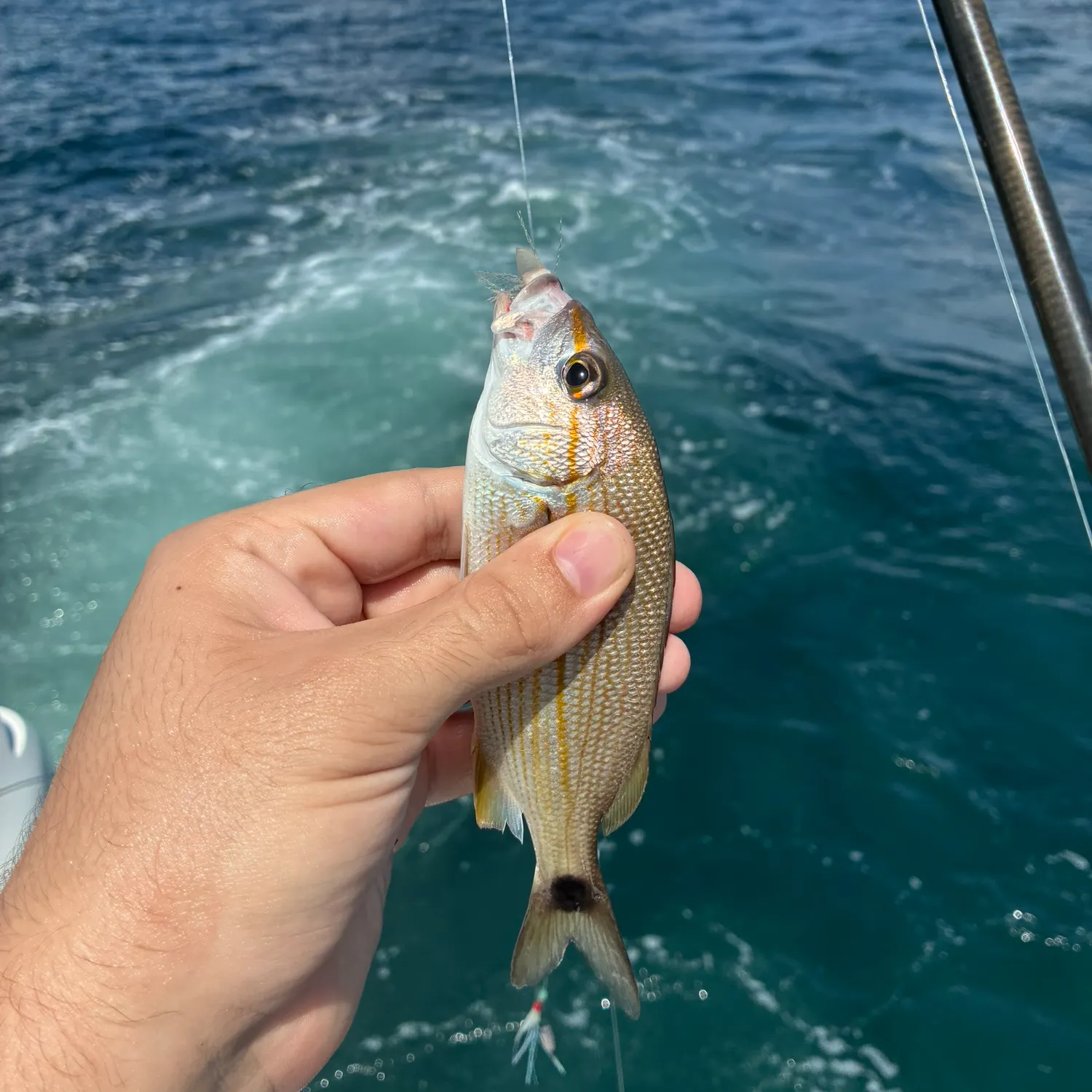 Tomtate grunt caught on Fishbrain