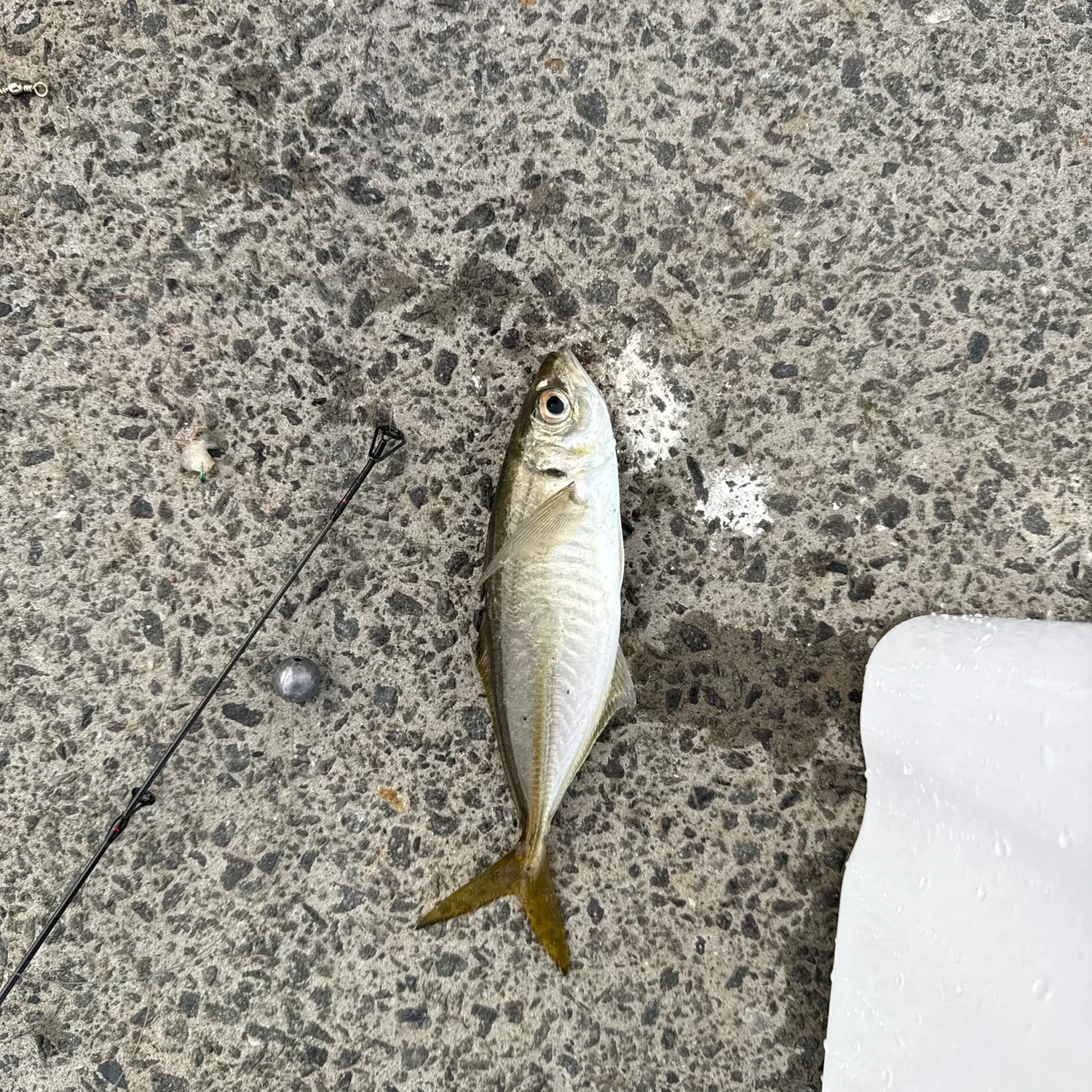 The most recent Yellowtail scad catches on Fishbrain