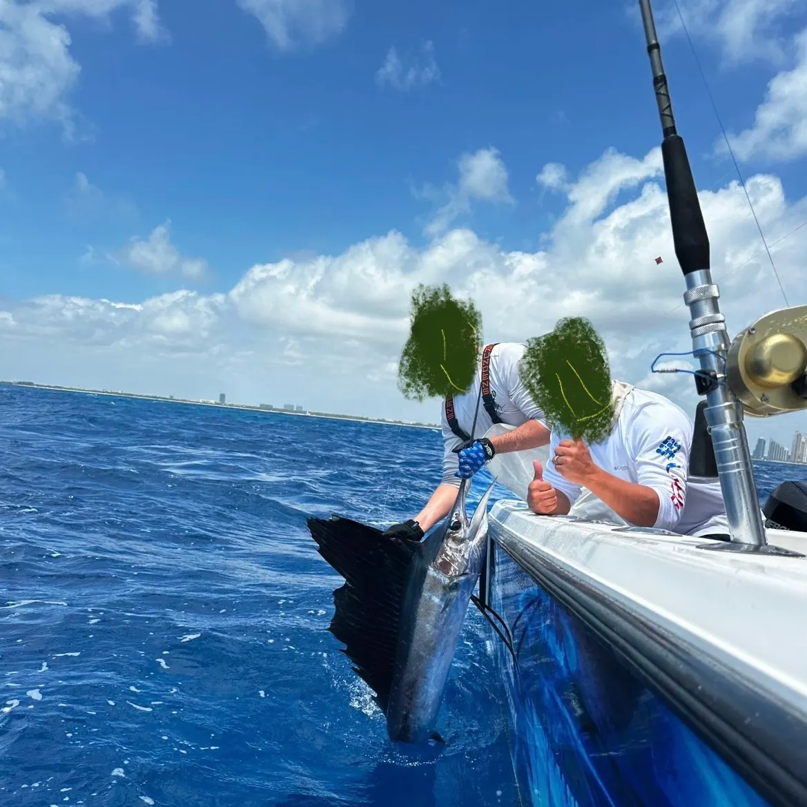 The most recent Indo-Pacific sailfish catches on Fishbrain