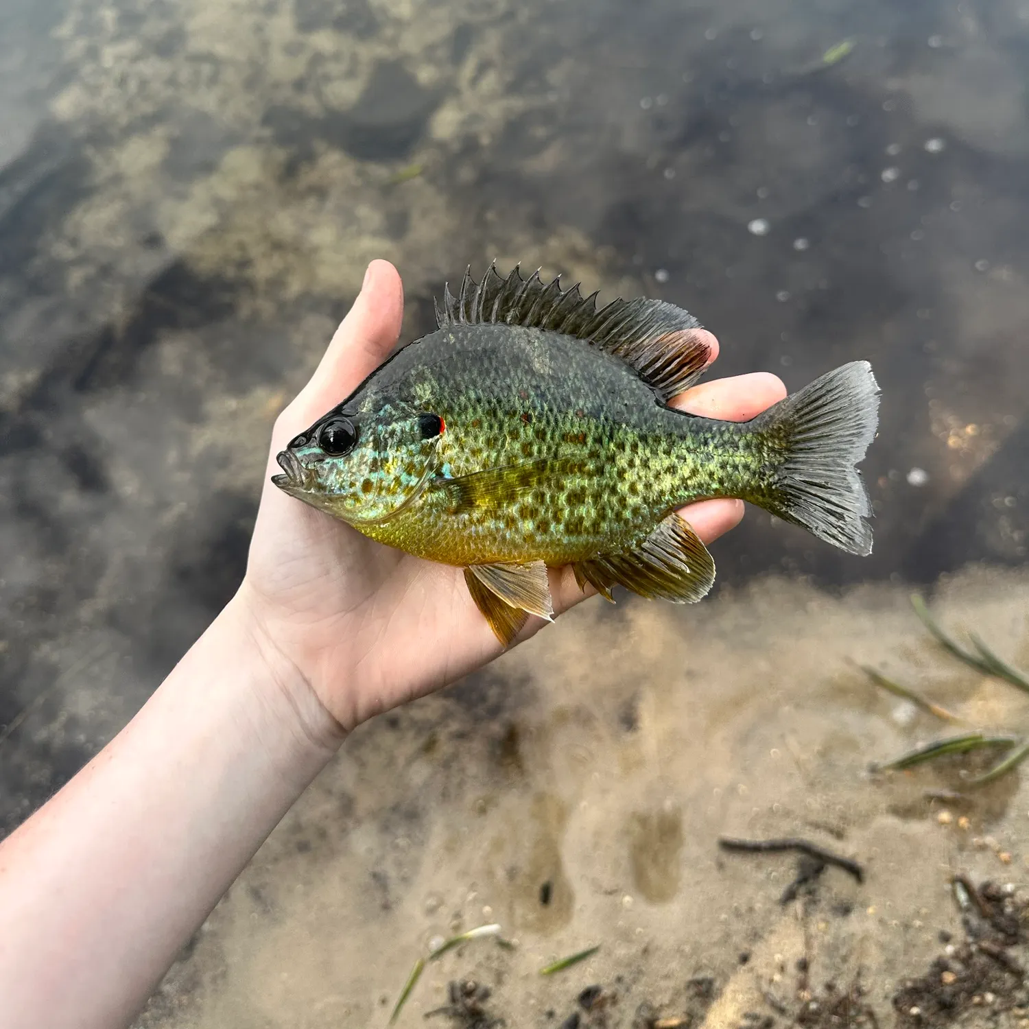 Pumpkinseed caught on Fishbrain