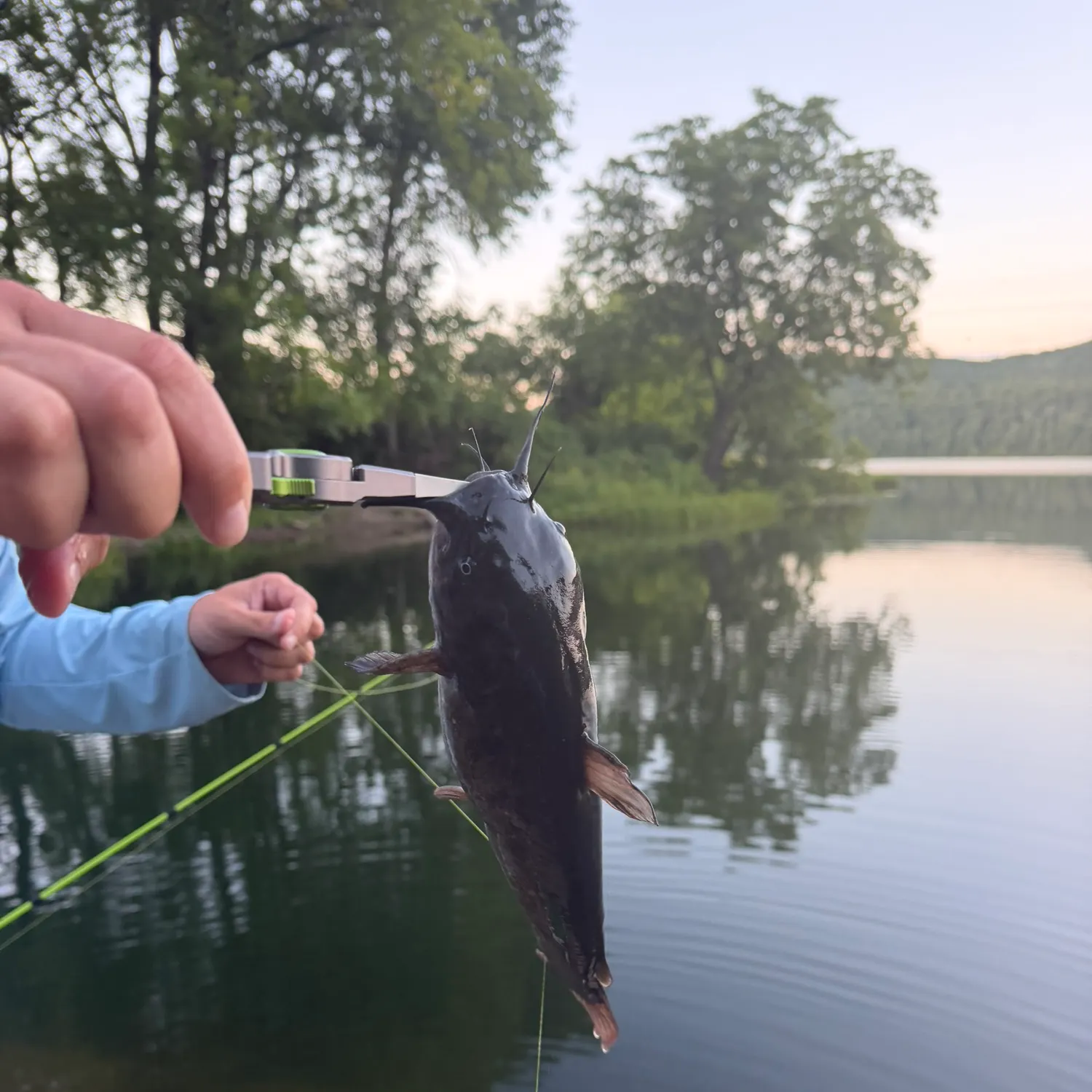Black bullhead caught on Fishbrain
