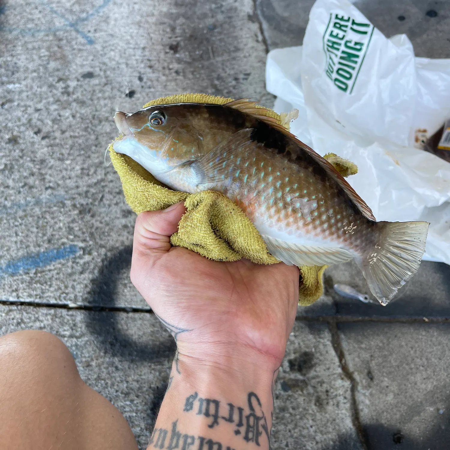 The most recent Spotty wrasse catches on Fishbrain