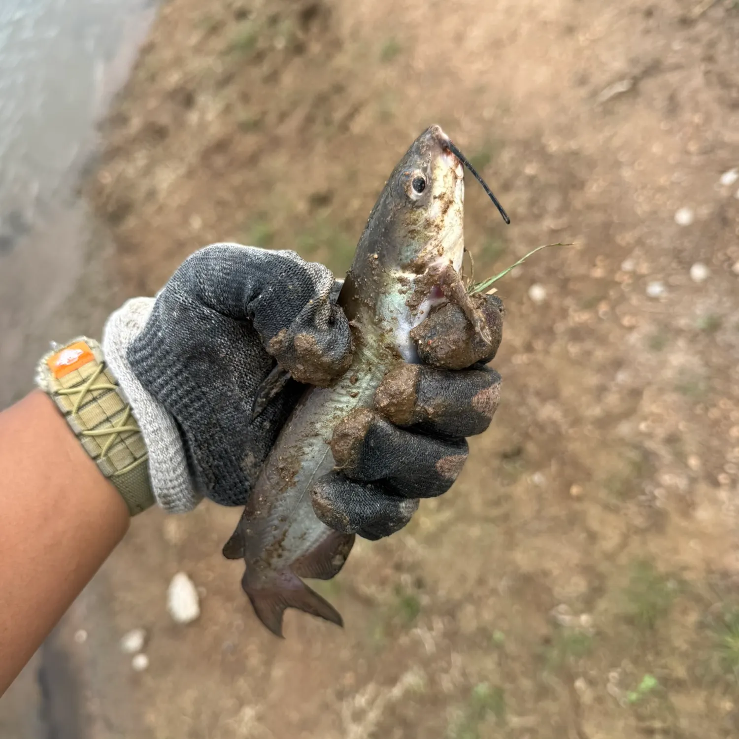 Channel catfish caught on Fishbrain