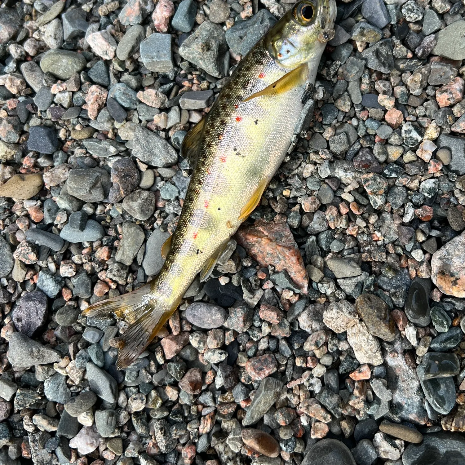 Brown trout caught on Fishbrain