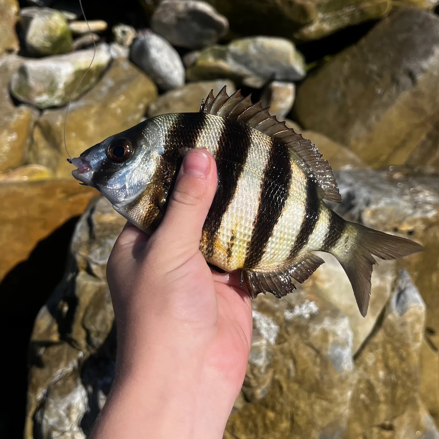 The most recent Zebra catches on Fishbrain