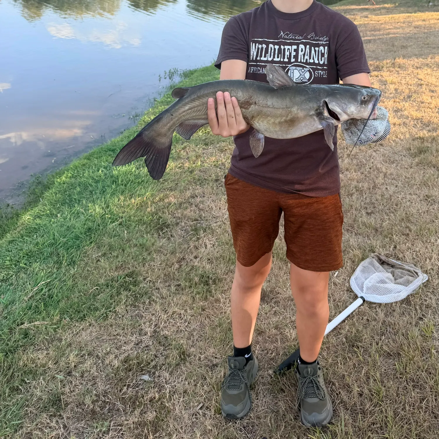 Channel catfish caught on Fishbrain