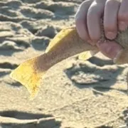 Spot croaker caught on Fishbrain