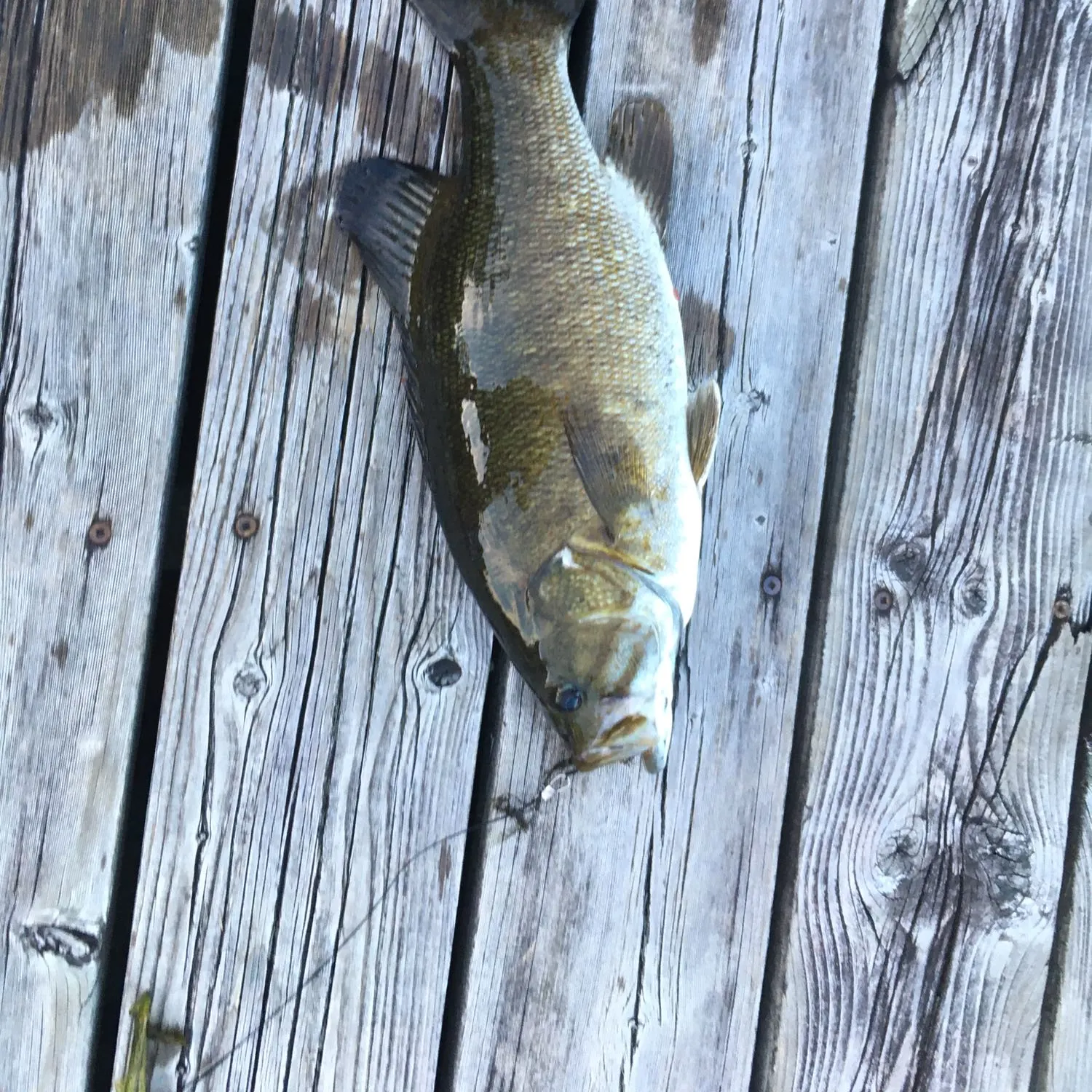 angler catch
