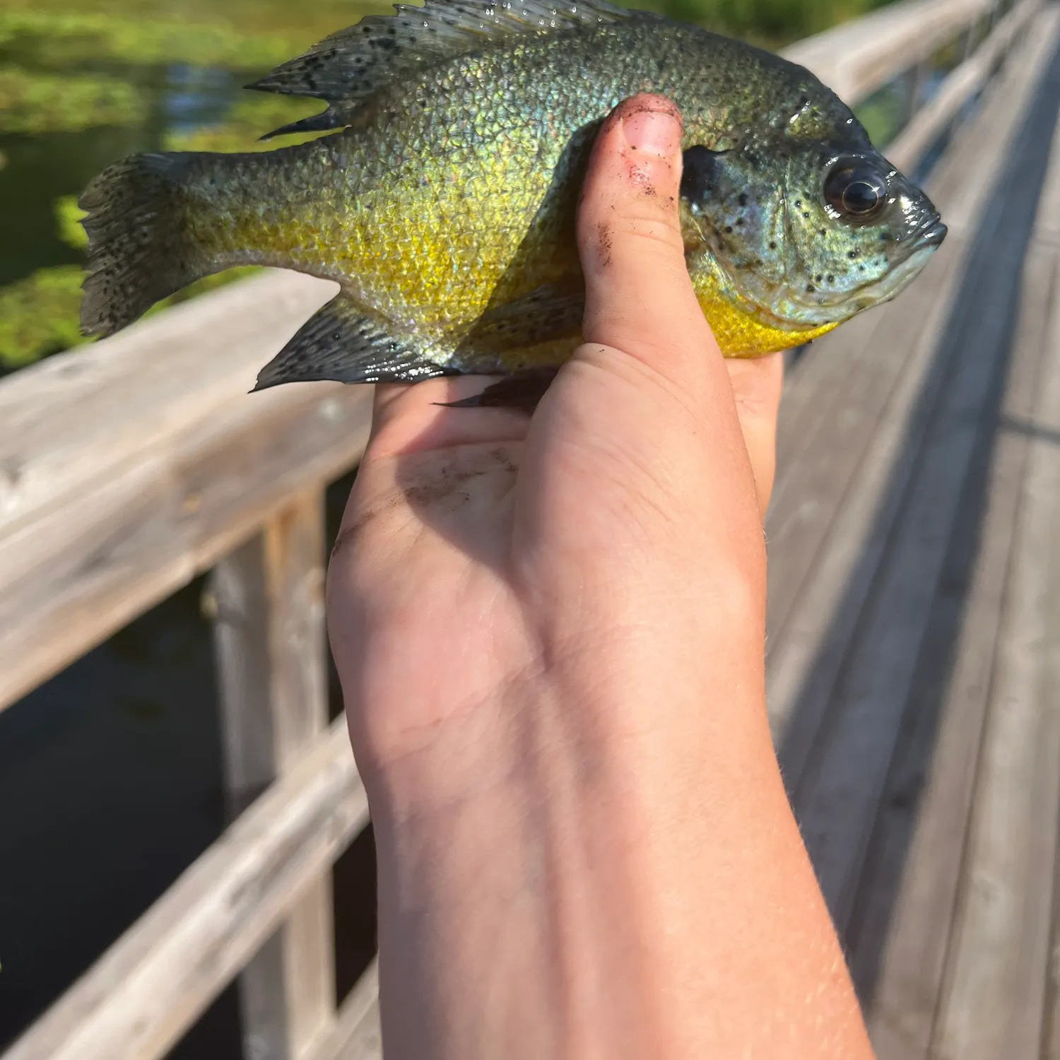 catch