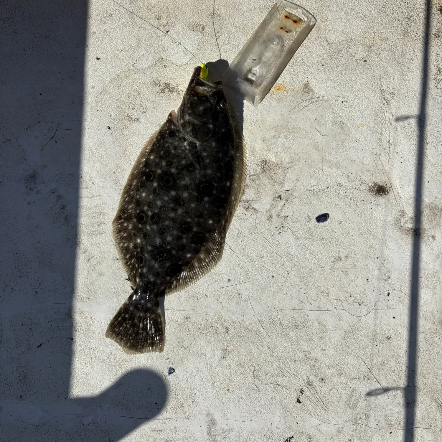 Summer flounder caught on Fishbrain