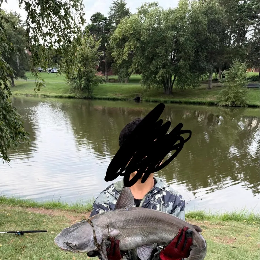 Blue catfish caught on Fishbrain