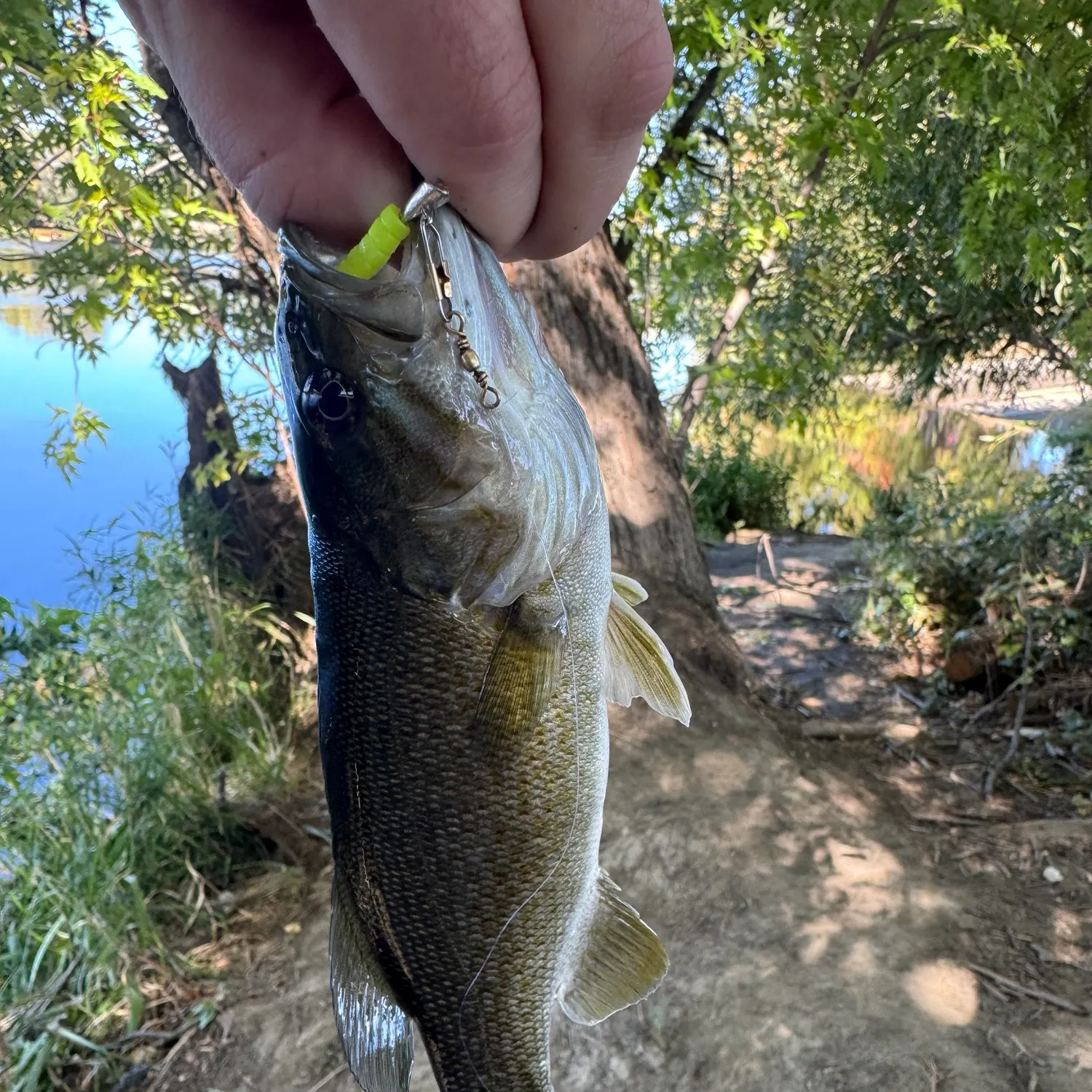 Smallmouth bass caught on Fishbrain