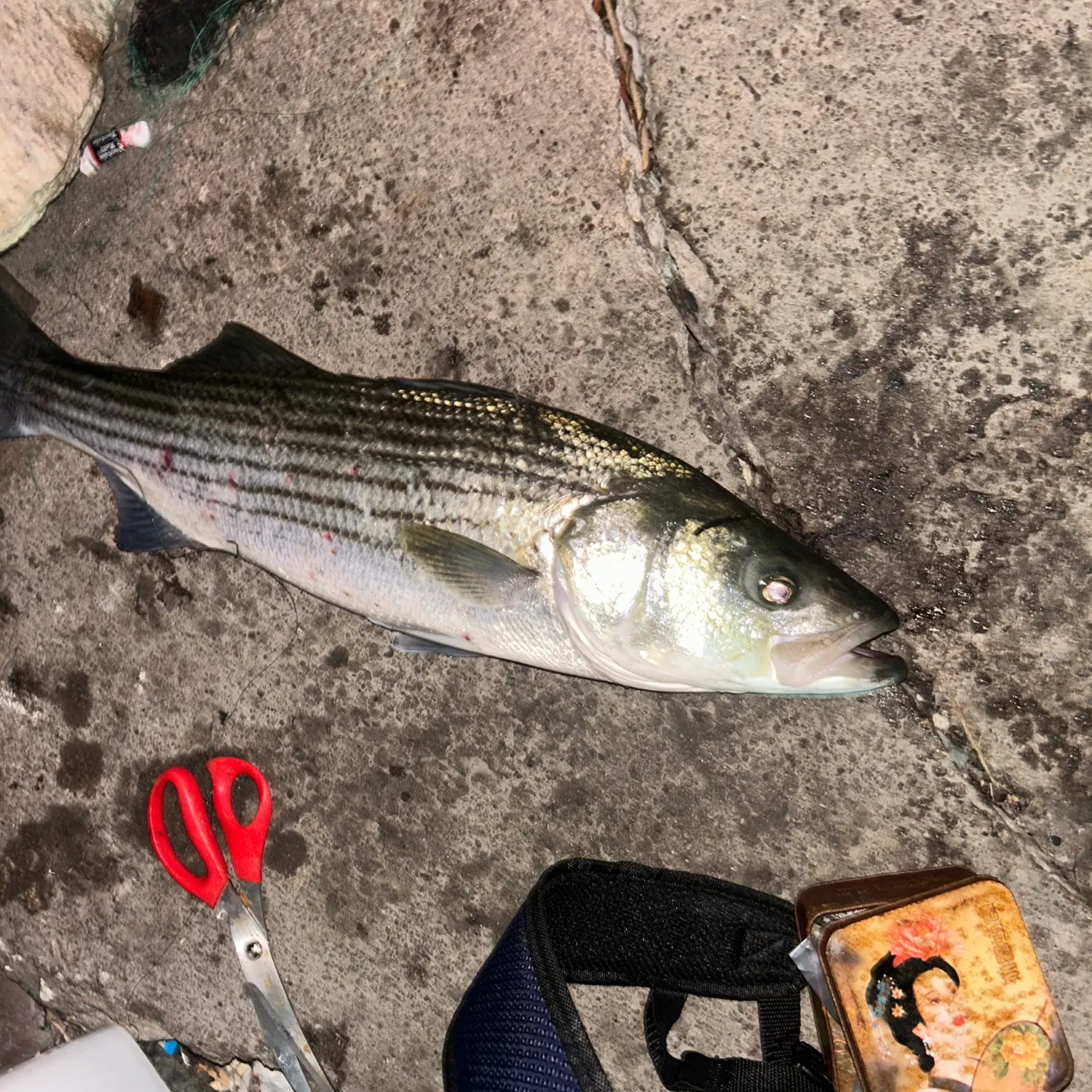 recently logged catches