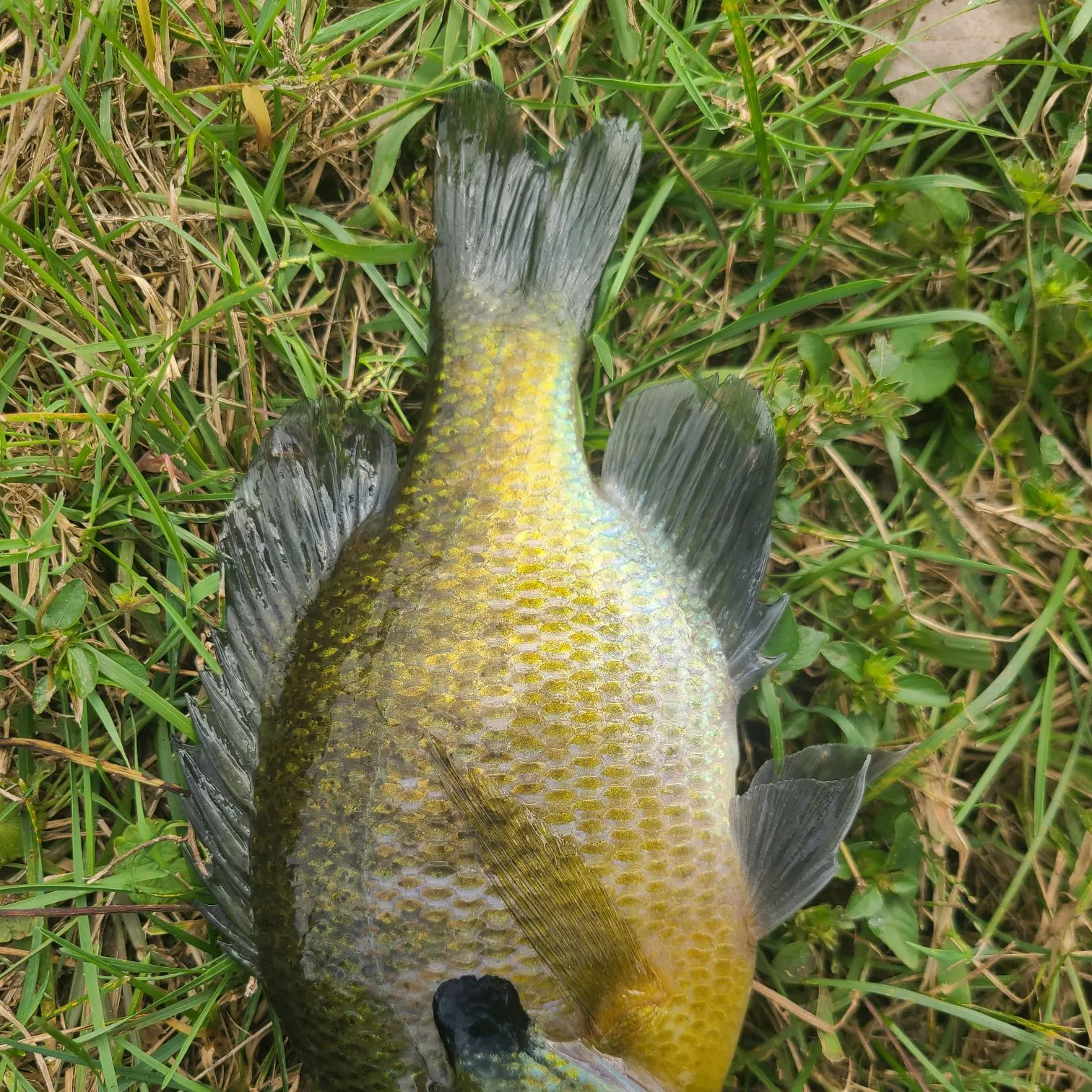Bluegill caught on Fishbrain