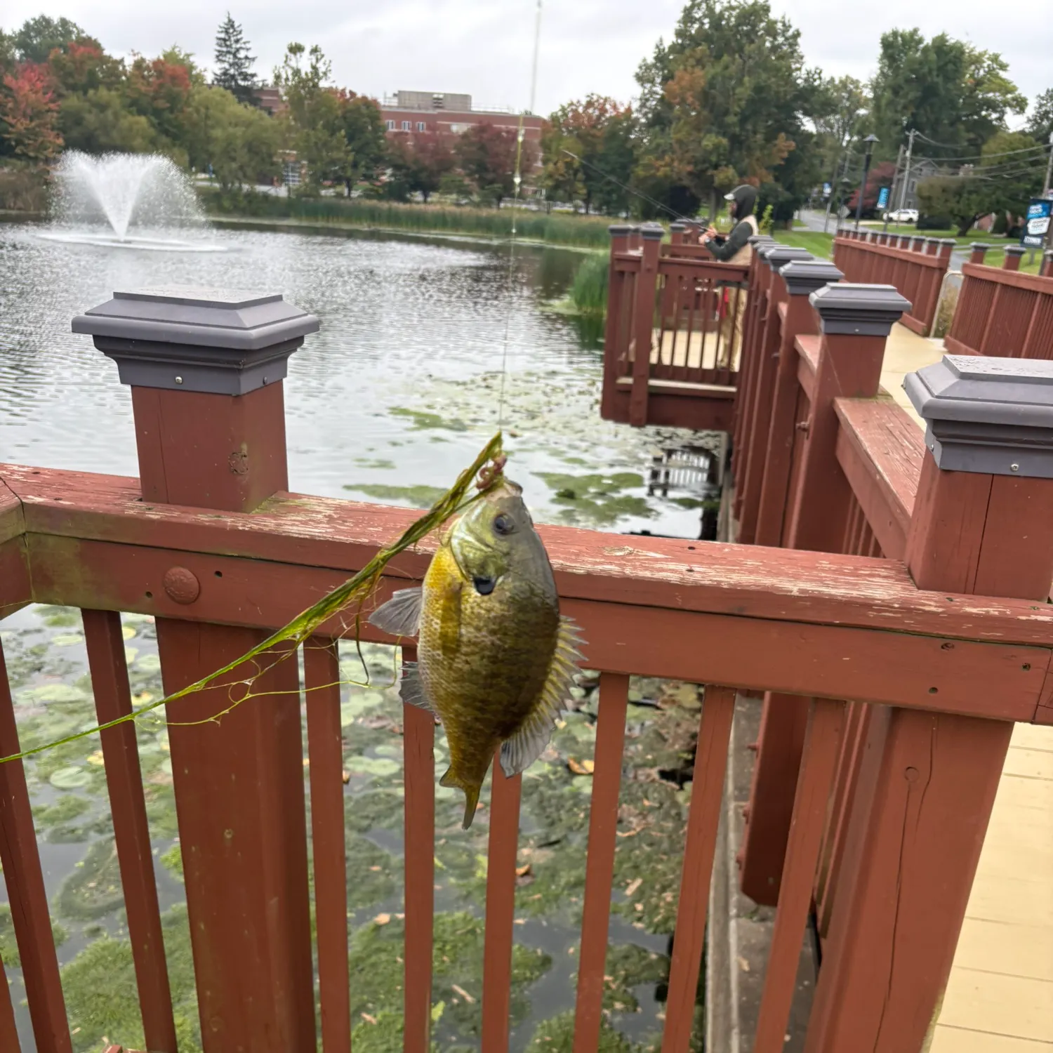 Bluegill caught on Fishbrain