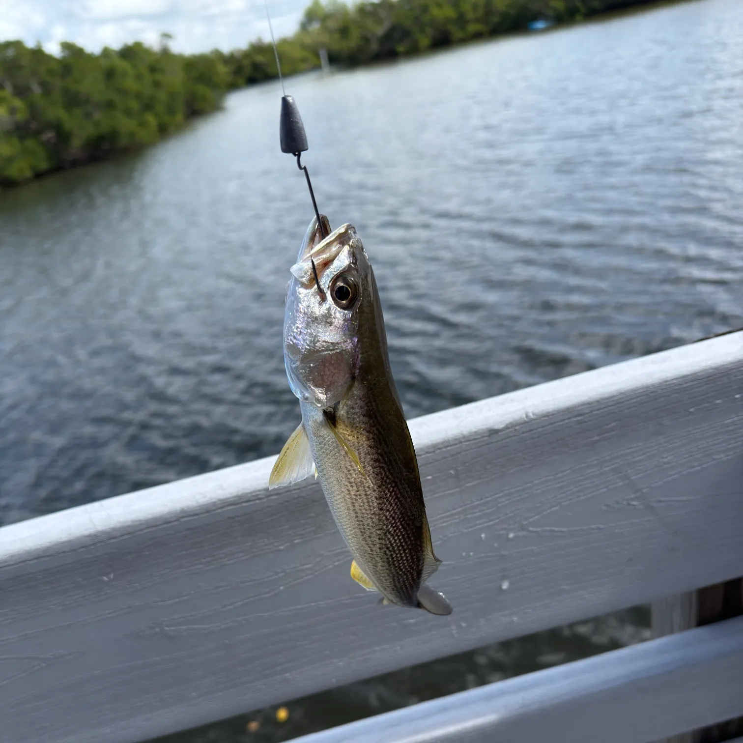 The most recent Gray weakfish catches on Fishbrain