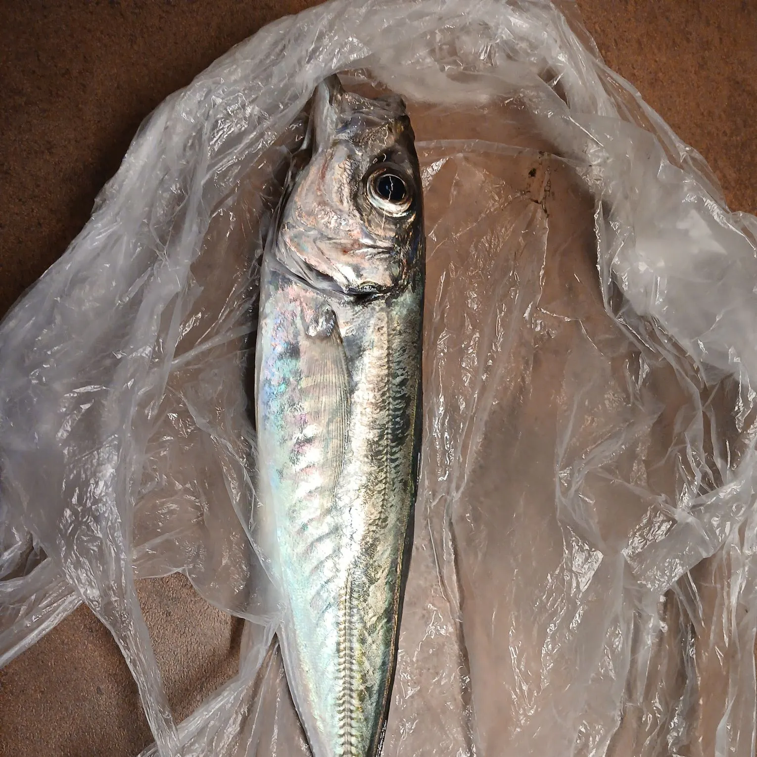 Fish caught on Fishbrain