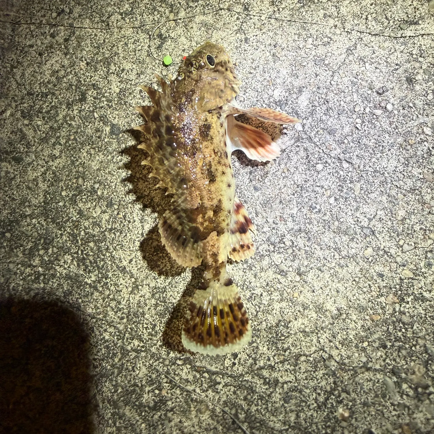 The most recent California scorpionfish catches on Fishbrain