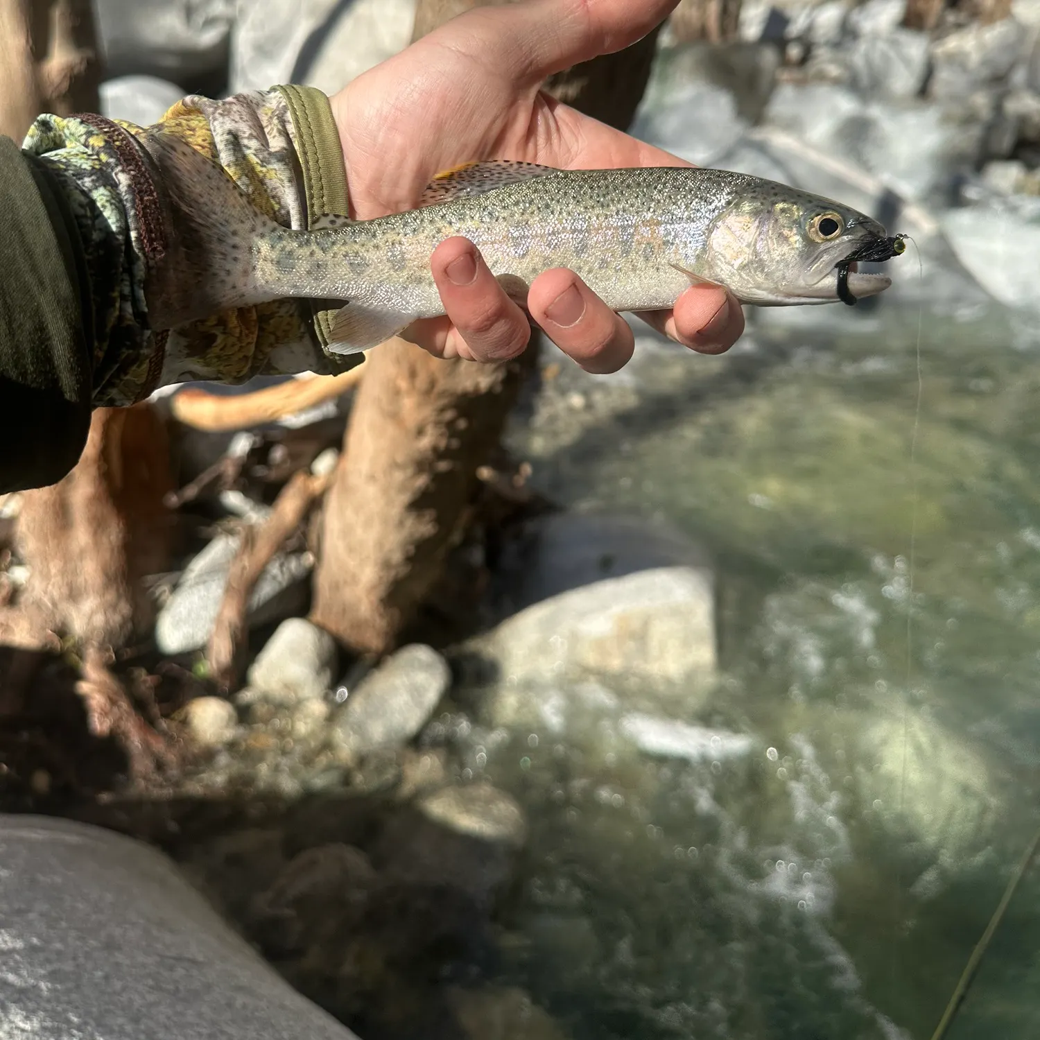 The most recent Rainbow trout catches on Fishbrain
